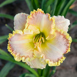 Hemerocallis 'Singular Sensation' with yellow blooms in a pot