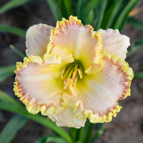 Hemerocallis 'Singular Sensation' with yellow blooms in a pot