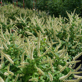 FIZZY MIZZY® Sweetspire shrub in a nursery pot
