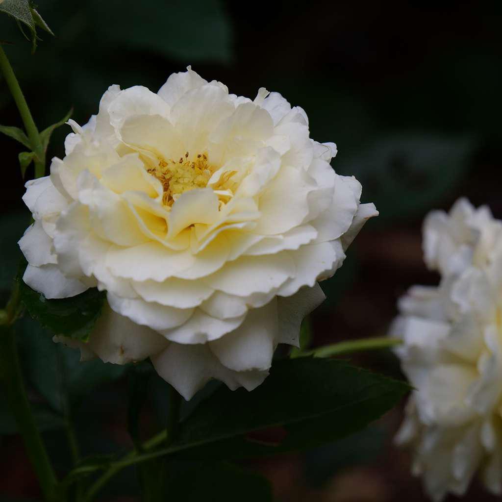 Cream-colored Reminiscent Crema rose blooms in a pot