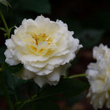 Cream-colored Reminiscent Crema rose blooms in a pot