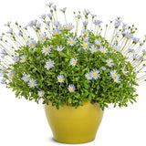 Sea Spray® blue felicia daisy | Proven Winners