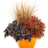 Coleus ColorBlaze Mini Me Watermelon in a pot