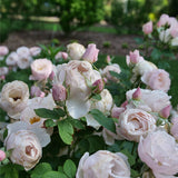 Rosa FLAVORETTE PEAR’D® rose in bloom in a pot