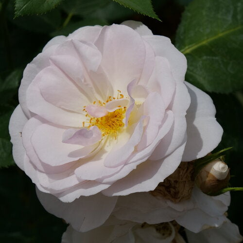 Rosa FLAVORETTE PEAR'D® rose with pink flowers in a pot