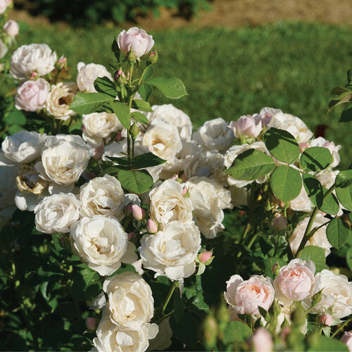 Rose plant with pale pink blooms and green foliage in a pot