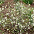 Bottlebrush fothergilla with white blooms in a pot