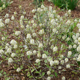 Bottlebrush fothergilla with white blooms in a pot