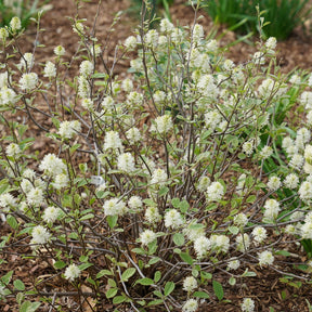 Bottlebrush fothergilla with white blooms in a pot
