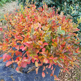 Bottlebrush fothergilla in a nursery pot with green leaves