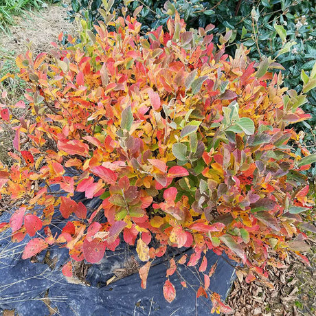 Bottlebrush fothergilla in a nursery pot with green leaves