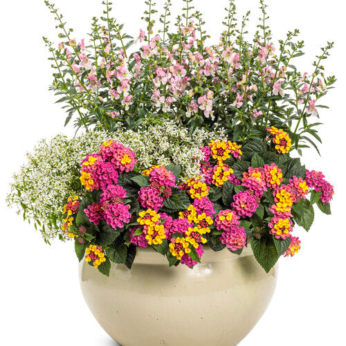 Angelface Wedgewood Pink angelonia in a pot