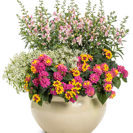 Angelface Wedgewood Pink angelonia in a pot