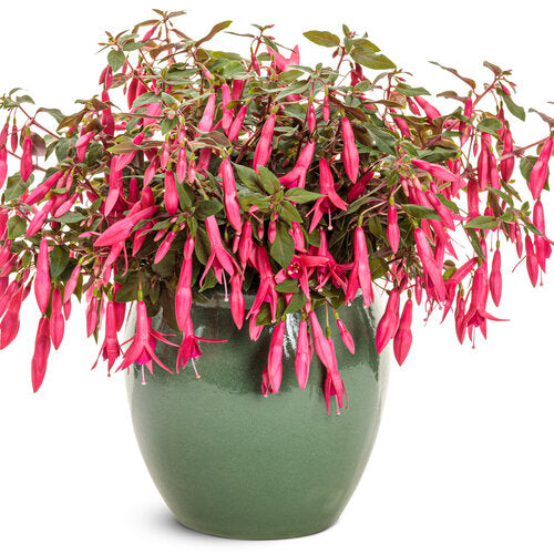 FUCHSIA 'SUN PENDANTS HOT PINK' | Proven Winners