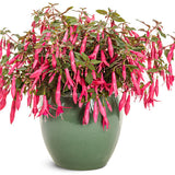 FUCHSIA 'SUN PENDANTS HOT PINK' | Proven Winners