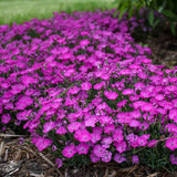 Pink Dianthus flowers in a nursery pot with green foliage