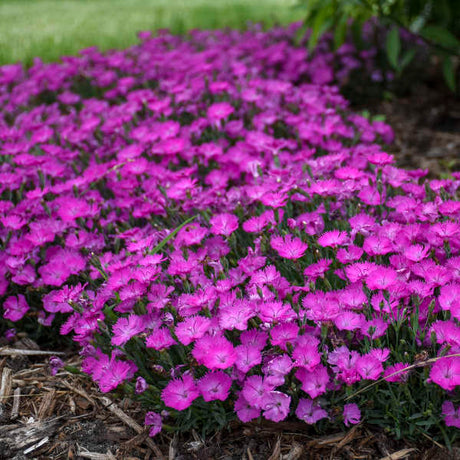 Pink Dianthus flowers in a nursery pot with green foliage