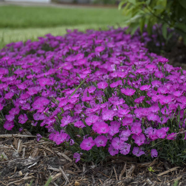 Paint the Town Fuchsia' Dianthus | Proven Winners® – Creekside