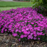Paint the Town Fuchsia dianthus with pink blooms in a pot