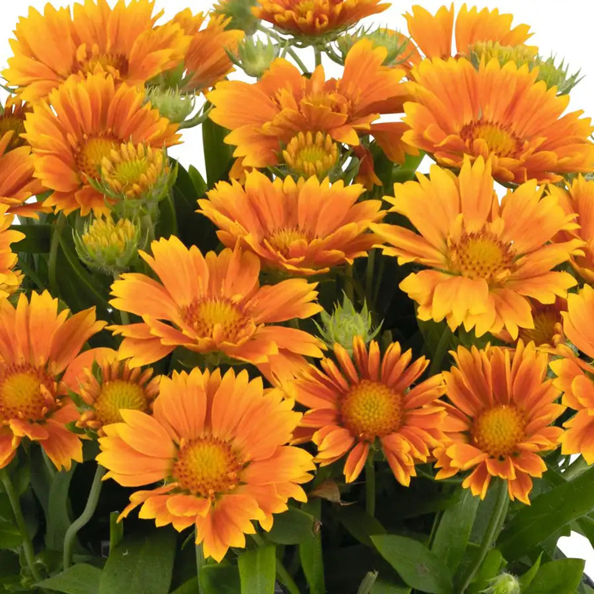 Spintop Mango gaillardia with orange and yellow blooms