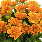 Spintop Mango gaillardia with orange and yellow blooms