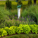 Angelface Blue angelonia plant with purple-blue blooms