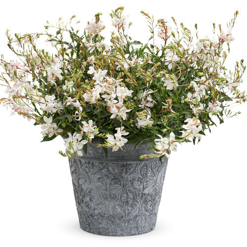 White butterfly flower with white blooms in a pot
