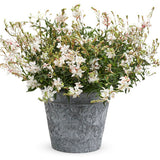 White butterfly flower with white blooms in a pot