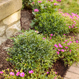 GEM BOX PRIME dwarf inkberry holly in a nursery pot
