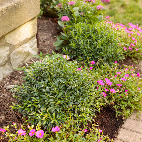 GEM BOX PRIME™ Dwarf Inkberry Holly | Proven Winners® – Creekside