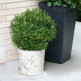 GEM BOX® Inkberry Holly in a nursery pot