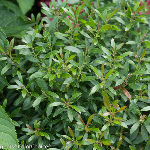 GEM BOX Inkberry Holly in a nursery pot