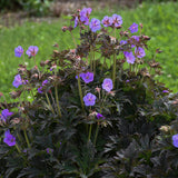 Geranium 'Boom Chocolatta' with dark foliage and pink blooms