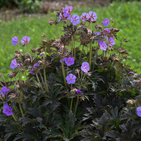 Geranium 'Boom Chocolatta' with dark foliage and pink blooms