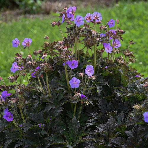 Geranium 'Boom Chocolatta' with dark foliage and pink blooms