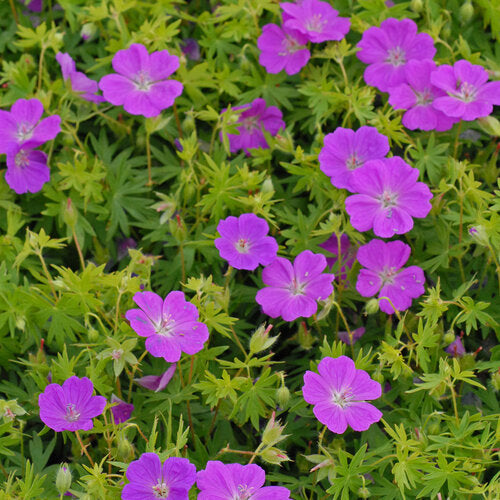 Geranium 'New Hampshire Purple' | Proven Winners