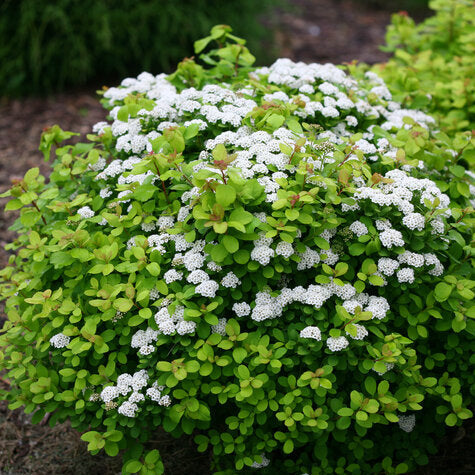 Proven Winners Glow Girl Birchleaf Spirea