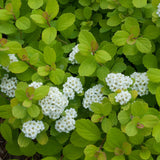 Glow Girl spirea with pink flowers and green foliage