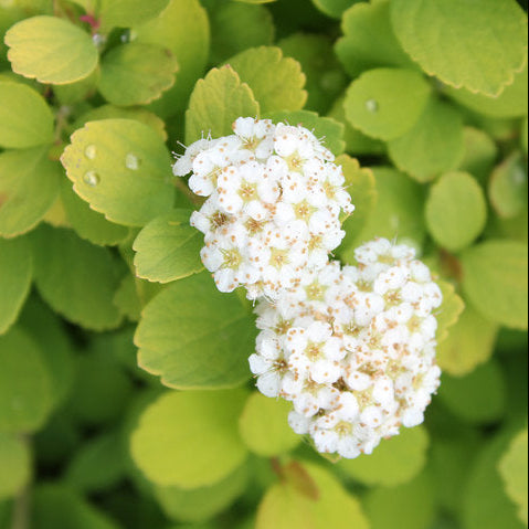 Proven Winners Glow Girl Birchleaf Spirea - Thumbnail 5