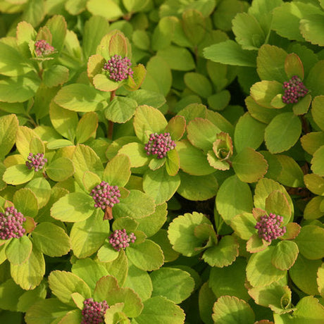 Glow Girl spirea in a nursery pot with bright pink flowers