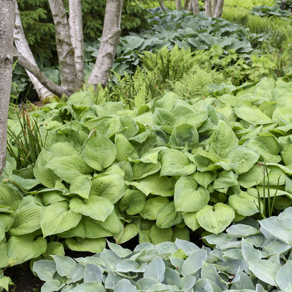 Green Guacamole hosta leaves in a nursery pot