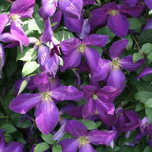Clematis HAPPY JACK® Purple | Proven Winners® – Creekside Nursery, Inc