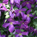 Purple clematis vine with blooms in a nursery pot