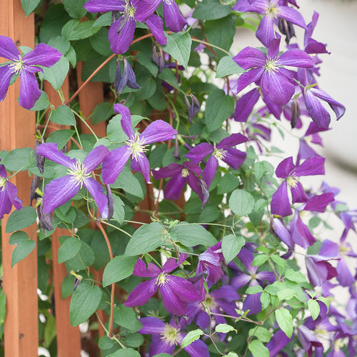 Purple clematis flowers on a climbing vine in bloom