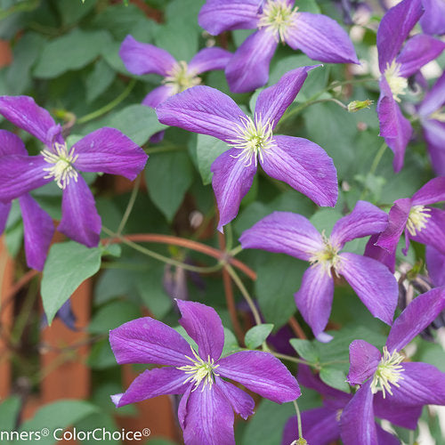 Clematis HAPPY JACK® Purple | Proven Winners® – Creekside Nursery, Inc