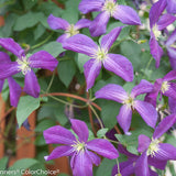 Clematis HAPPY JACK purple vine with purple blooms in pot
