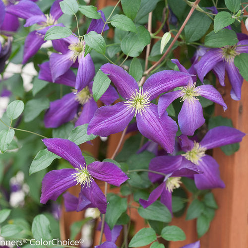 Clematis Happy Jack purple blooms on a climbing vine