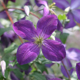 Clematis Happy Jack purple flowers on a climbing vine
