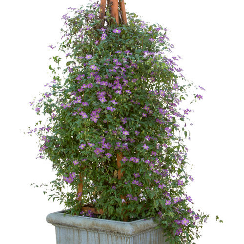 Clematis HAPPY JACK® Purple | Proven Winners® – Creekside Nursery, Inc