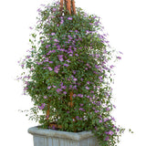 Clematis Happy Jack Purple flowering vine in a pot
